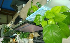 电路板厂家绿化